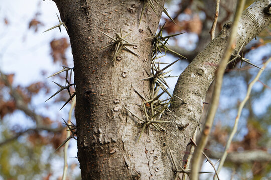 Honey locust tree thorns, closeup, Gleditsia Triacanthos