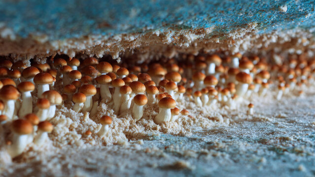 Cluster of Golden Teacher Mushrooms