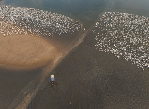 Aerial view of a person herding a massive flock of white ducks through the shallow waters, creating a striking contrast between the dark water and light birds,Tuy Hoa, Vietnam
