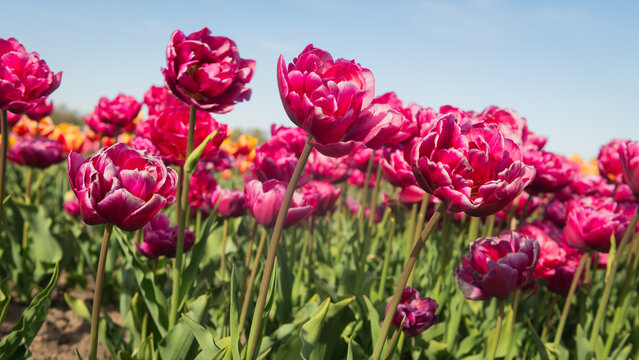 Close up of pink rows of tulip flower field beneath a clear blue spring sky 
