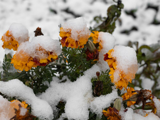 Marigold flowers covered with snow