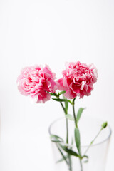 Pink carnation flowers in a clear glass vase on a bright white background, symbolizing love, gratitude, elegance, and gentle beauty, perfect for floral decoration and minimalist design themes.