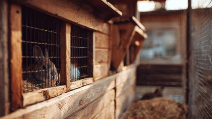 Fototapeta premium Rabbit in a cage