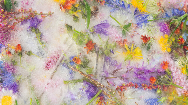 Frozen bloom: a dreamlike composition of flowers in ice (pansy, daisy, carnation, delphinium, ranunculus, fern)