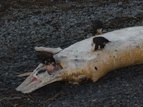 Aerial view of eagles perched on a decaying whale carcass, its stark white bones contrasting against the dark, rocky beach, Unalaska, Alaska, United States.