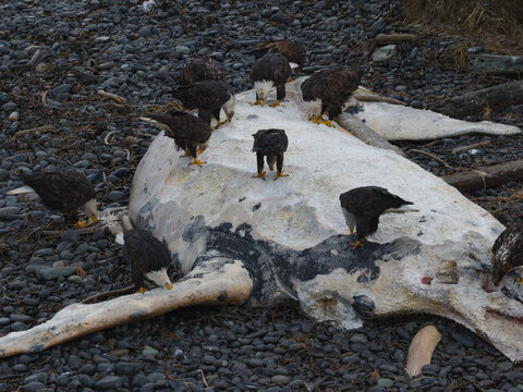 Aerial view of bald eagles feast on a beached whale carcass, its pale form contrasting sharply with the dark, rocky shore, Unalaska, Alaska, United States.