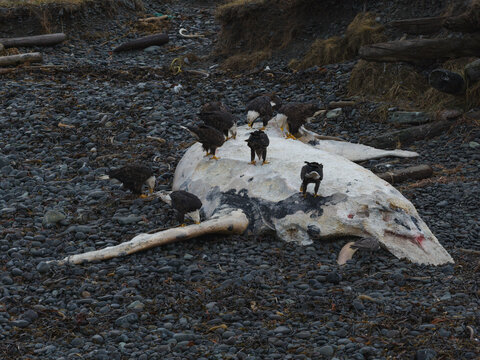 Aerial view of bald eagles feasting on a whale carcass washed ashore, stark contrast between the dark birds and the pale whale on the rocky beach, Unalaska, Alaska, United States.