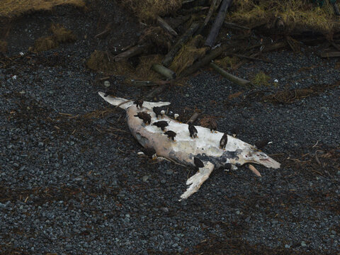 Aerial view of a decaying dolphin carcass lying on a rocky beach, its stark white bones contrasting against the dark pebbles, Unalaska, Alaska, United States.
