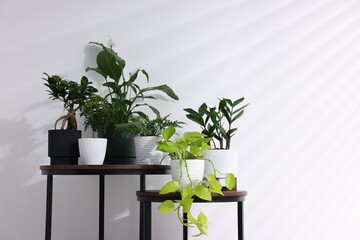 Different green houseplants on wooden nesting tables near white wall indoors, space for text