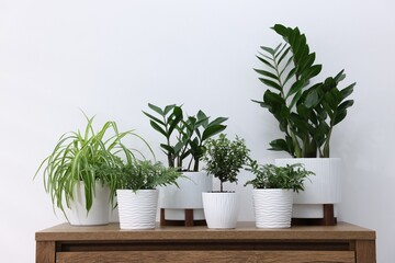 Different green houseplants on wooden dresser near white wall indoors