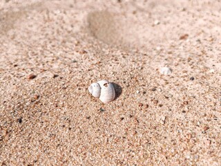 Discovering tiny seashells lying on sandy beach. Finding two small white seashells resting on fine beach sand with soft natural light and minimal composition