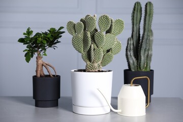 Beautiful prickly pear cactus in pot, watering can and other houseplants on light grey table