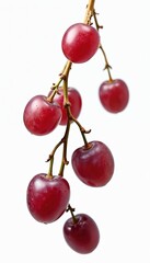 Obraz premium Several red grapes hang on thin branches against white backdrop. Berries are plump and smooth. Ripe fruit appears fresh and juicy ready for consumption. Isolated red grapes with clipping path detail.