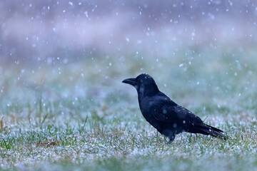 Kruk (Corvus corax) © Grzegorz