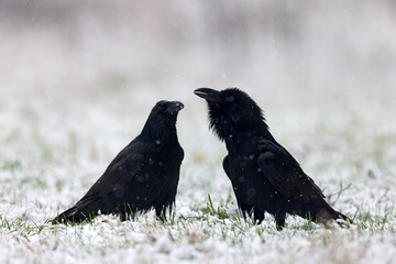 Kruk (Corvus corax)