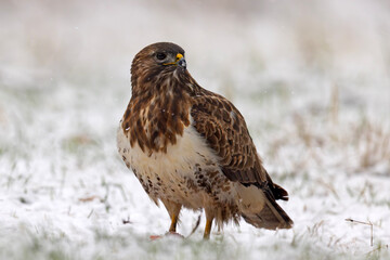 Myszołów zwyczajny (Buteo buteo) © Grzegorz