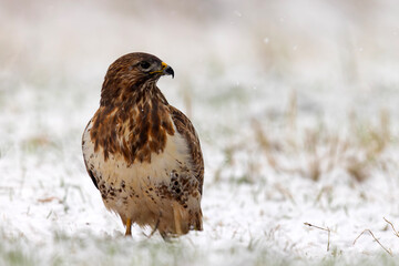 Myszołów zwyczajny (Buteo buteo)