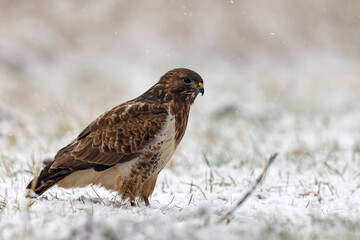 Myszołów zwyczajny (Buteo buteo) © Grzegorz