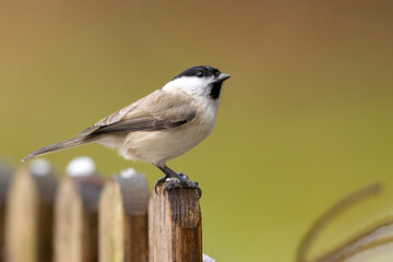 Sikora uboga (Poecile palustris)  © Grzegorz
