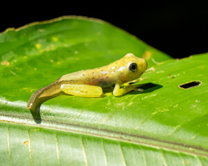 Tree Frog at night in Costa Rica