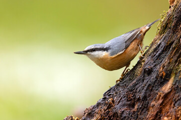 Kowalik (Sitta europaea) © Grzegorz