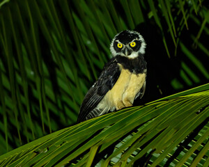 Spectacled Owl at night in Costa Rica