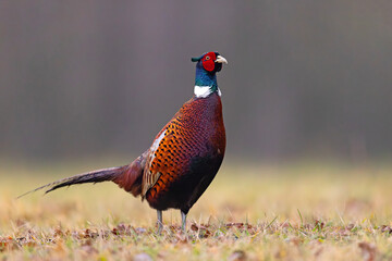 Bażant (Phasianus colchicus)