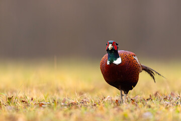 Bażant (Phasianus colchicus)