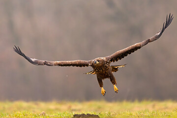 Bielik (Haliaeetus albicilla) © Grzegorz