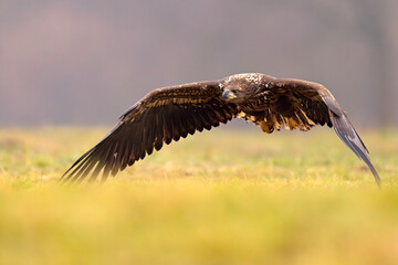 Bielik (Haliaeetus albicilla) © Grzegorz