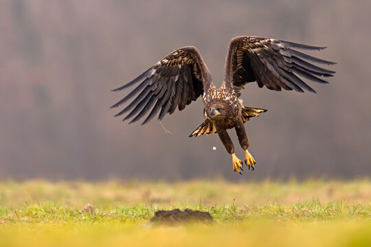 Bielik (Haliaeetus albicilla)