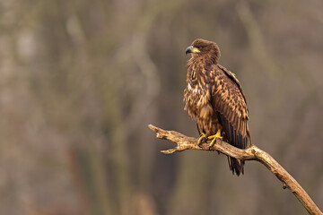 Bielik (Haliaeetus albicilla) © Grzegorz