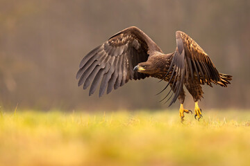 Bielik (Haliaeetus albicilla) © Grzegorz