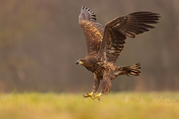 Bielik (Haliaeetus albicilla)