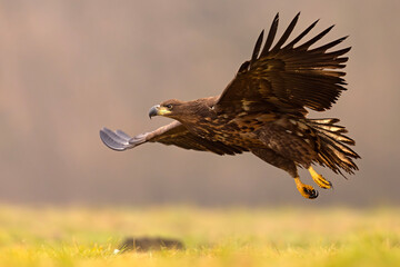 Bielik (Haliaeetus albicilla) © Grzegorz
