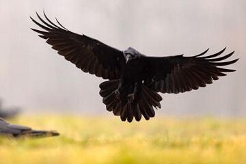 Kruk (Corvus corax)