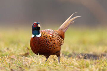 Bażant (Phasianus colchicus) © Grzegorz