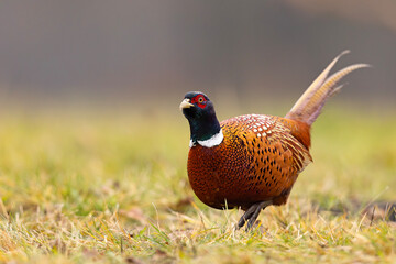 Bażant (Phasianus colchicus) © Grzegorz