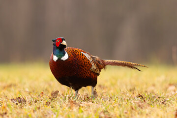 Bażant (Phasianus colchicus) © Grzegorz