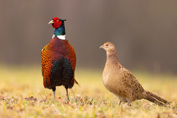 Bażant (Phasianus colchicus)