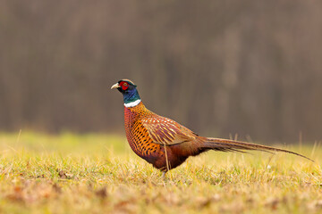 Bażant (Phasianus colchicus) © Grzegorz