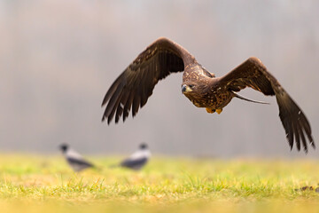 Bielik (Haliaeetus albicilla) © Grzegorz