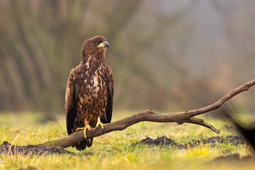 Bielik (Haliaeetus albicilla)