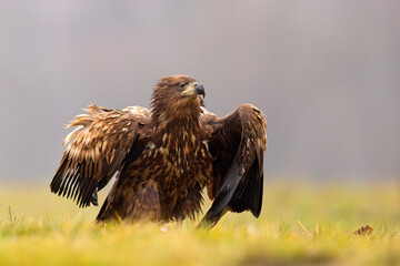 Bielik (Haliaeetus albicilla)