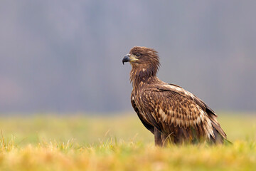 Bielik (Haliaeetus albicilla) © Grzegorz