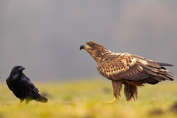 Bielik (Haliaeetus albicilla) © Grzegorz