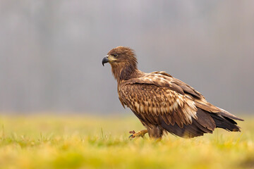 Bielik (Haliaeetus albicilla)