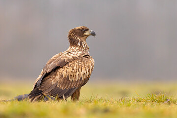 Bielik (Haliaeetus albicilla)