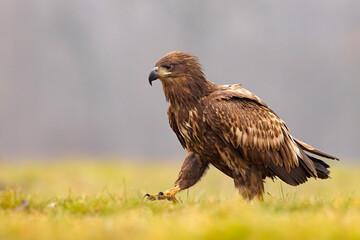 Bielik (Haliaeetus albicilla)