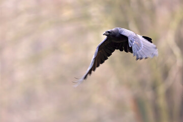 Kruk (Corvus corax)